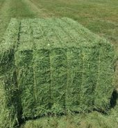 Alfalfa Hay For Sale | Alfalfa Hay Bales
